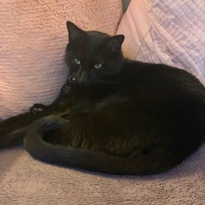 Meet your Posher, Toni